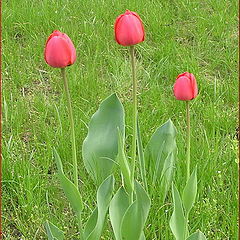 фото "tulips"