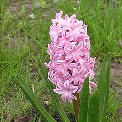 фото "first hyacinth"