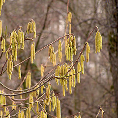 фото "Скоро уже :)"