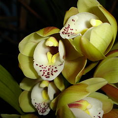 фото "green orchid"