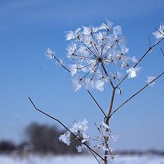 photo "I want to be like dandelion!!!"