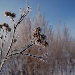 photo "Winter of my memory"