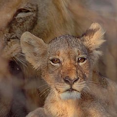 photo "Lion cub in evening sun"