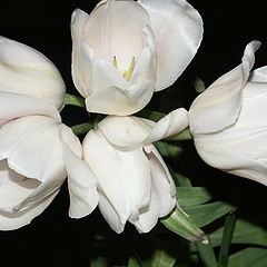 фото "Тюльпаны"