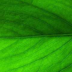 фото "Leaf."