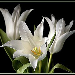photo "lillium tulipa"