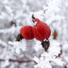 фото "Шиповник"