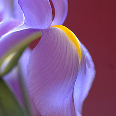 photo "Iris"