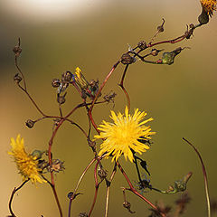 фото "thistles"