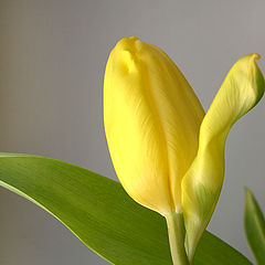 photo "yellow spring"