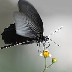 photo "Papilio"