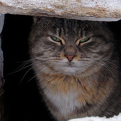 photo "Aggressive cat)))"