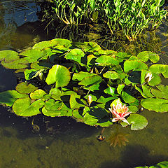 photo "Water lilies"