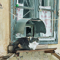 фото "Киевские дворики и киевские котики"