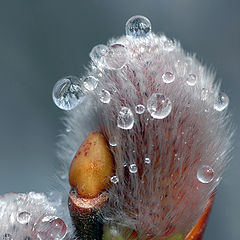 фото "After the rain"