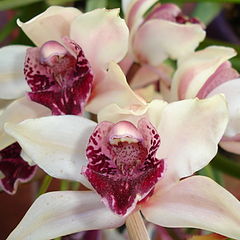 фото "pink orchid"