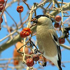 photo "Bullfinch-female"