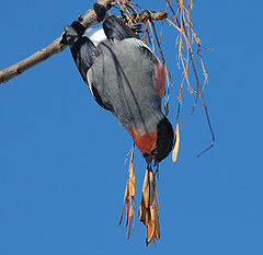 photo "Bullfinch-equilibrist II"