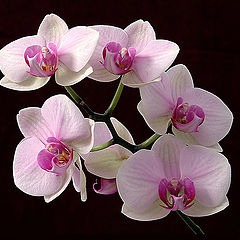 фото "Orchid 2"