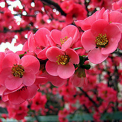 photo "Plum blooming"