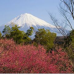 фото "Plum Blossoms III"