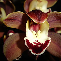 photo "brown orchid"