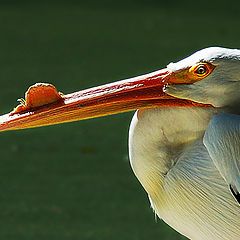 photo "White Pelican"