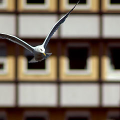 photo "Flying Seagull"