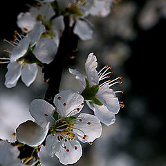 фото "Spring blow-up"