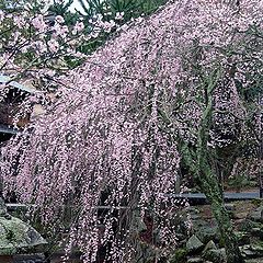 photo "Weeping sakura"