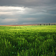 photo "Green, green fields"