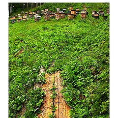 photo "Wooden plates"