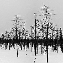 фото "Кардиограмма леса / Cardiogram of the Wood"