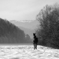 photo "winter day"