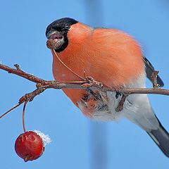 photo "Bullfinch"