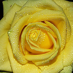 photo "Yellow Rose"