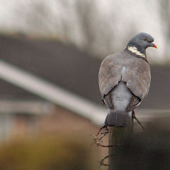 photo "On Guard"