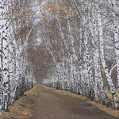 photo "October. Birch avenue."