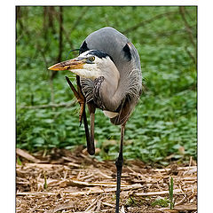 photo "Itching heron"