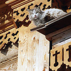 фото "Мартовский кот на мартовском солнце"
