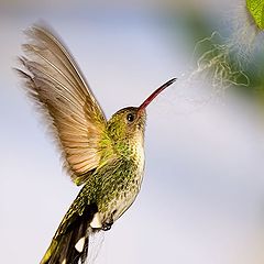 photo "Broad-Billed Hummingbird"