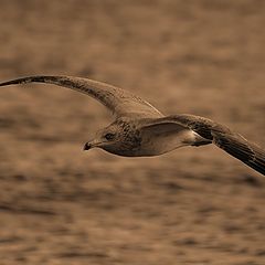 photo "Flight in the sepia"