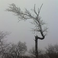 фото "одиноко стоящее дерево"