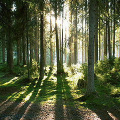 photo "Magical Forest"