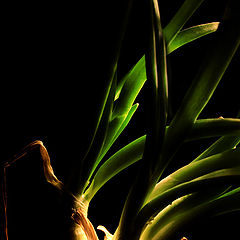 photo "onion 2"