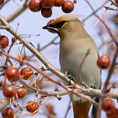 фото "Bohemian Waxwing Two"