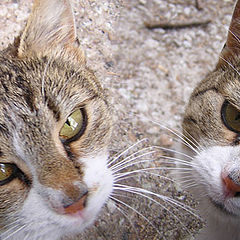 photo "***"