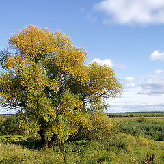 photo "The early autumn"