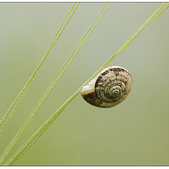 фото "Spiral Architect"