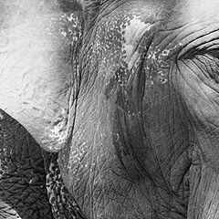 фото "elephant tears"